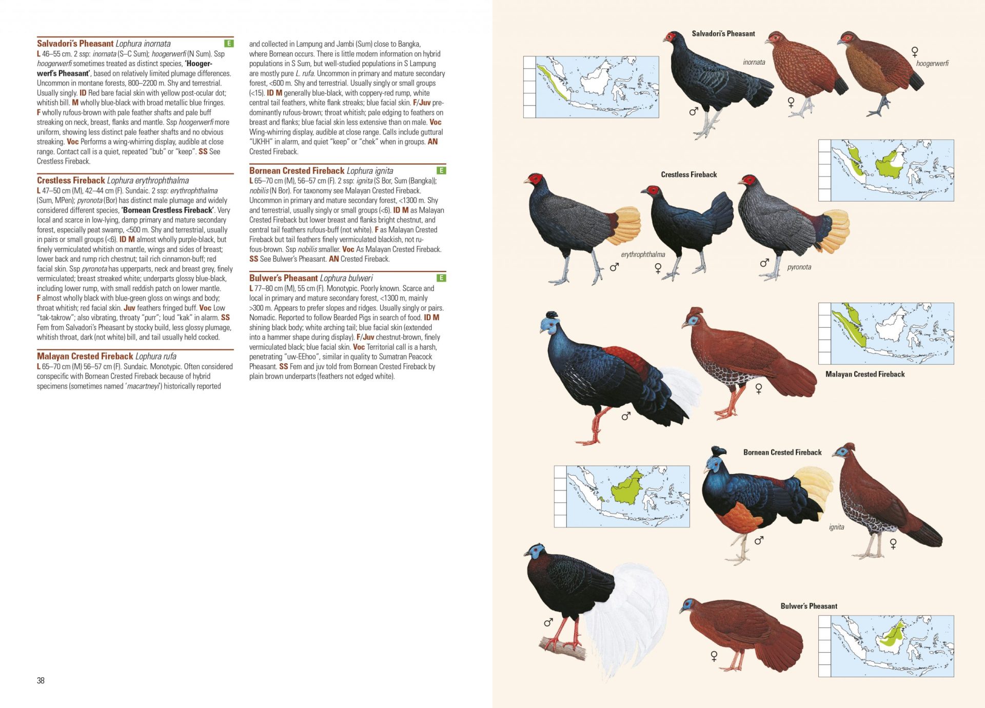 Sample page of Birds of the Indonesian Archipelago Birds of the Indonesian Archipelago sample page